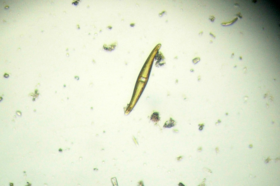 Chrysophyta o alghe giallo-dorate